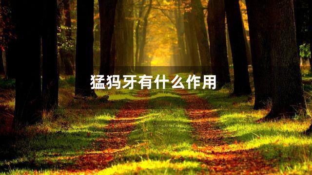 猛犸牙有什么作用