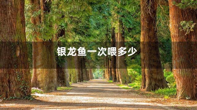银龙鱼一次喂多少