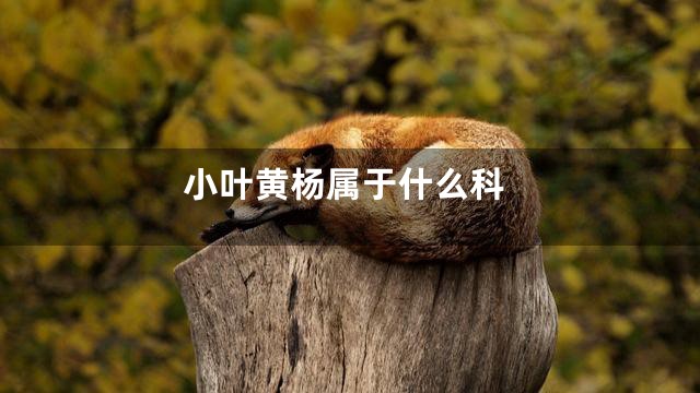 小叶黄杨属于什么科