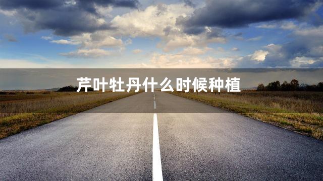 芹叶牡丹什么时候种植