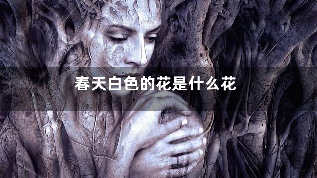 春天白色的花是什么花