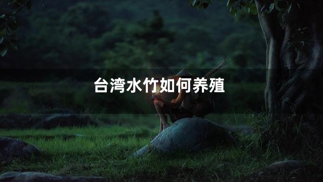 台湾水竹如何养殖