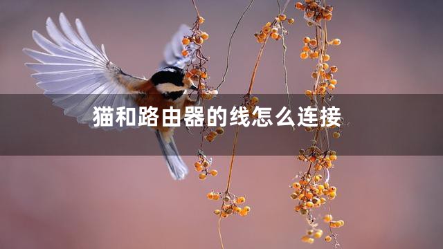 猫和路由器的线怎么连接