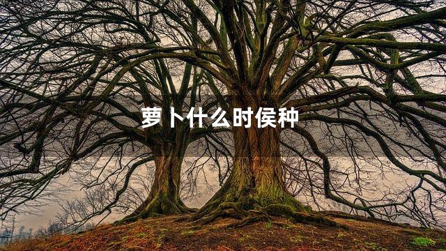 萝卜什么时侯种