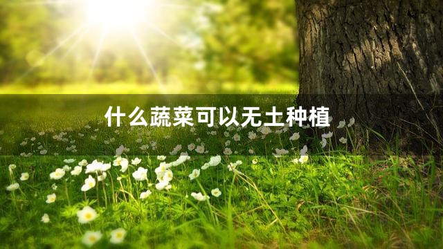 什么蔬菜可以无土种植