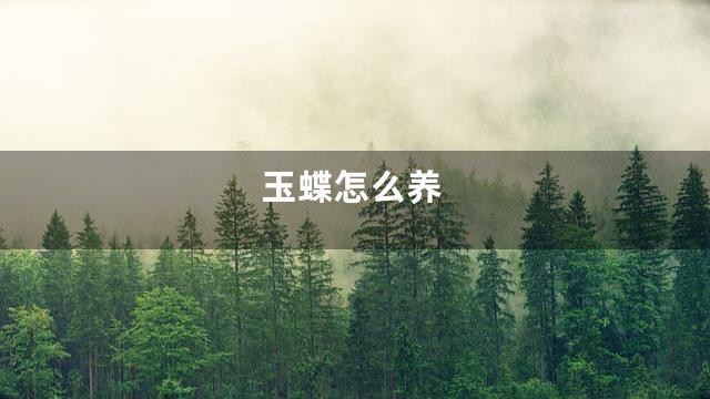 玉蝶怎么养