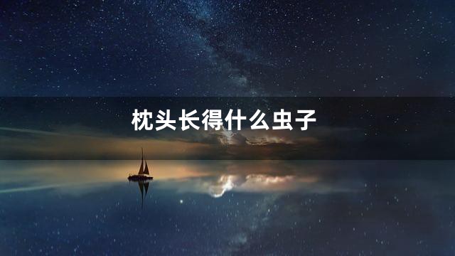 枕头长得什么虫子