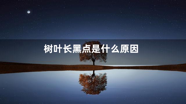 树叶长黑点是什么原因