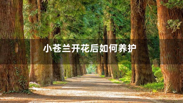 小苍兰开花后如何养护