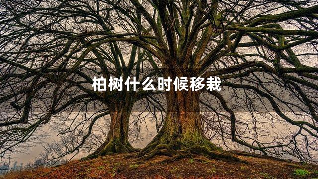 柏树什么时候移栽