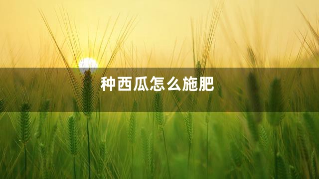种西瓜怎么施肥