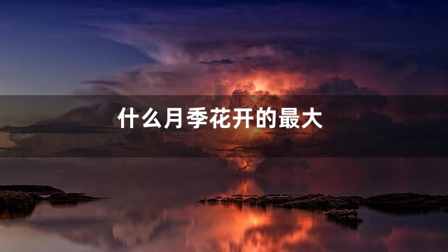 什么月季花开的最大