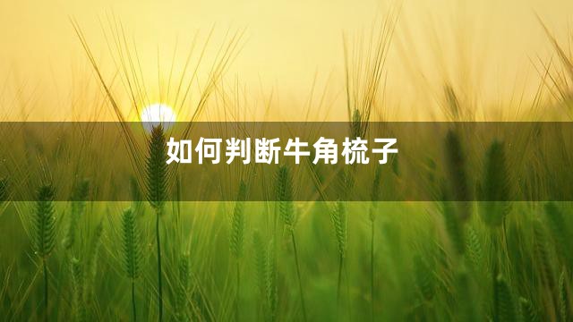 如何判断牛角梳子