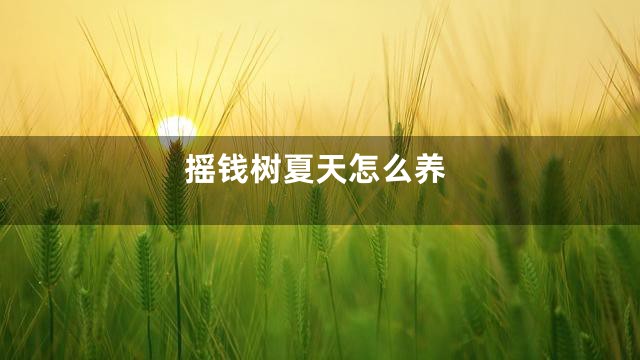摇钱树夏天怎么养