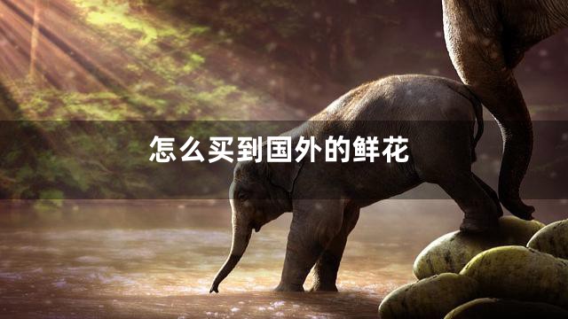 怎么买到国外的鲜花