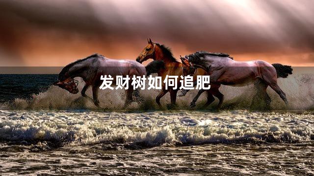 发财树如何追肥