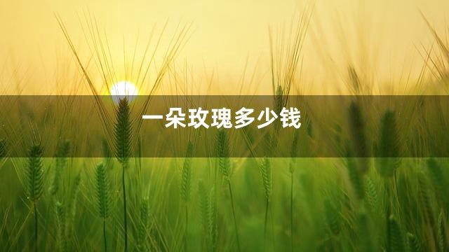 一朵玫瑰多少钱