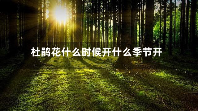 杜鹃花什么时候开什么季节开