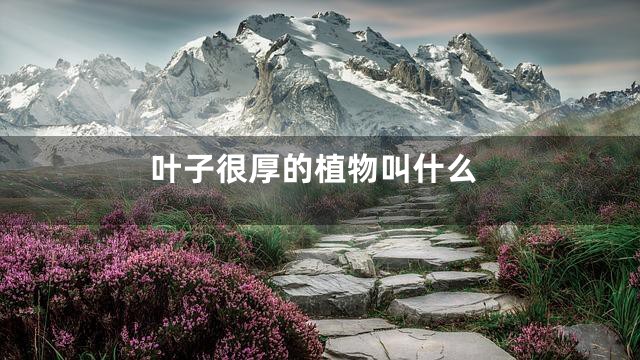 叶子很厚的植物叫什么