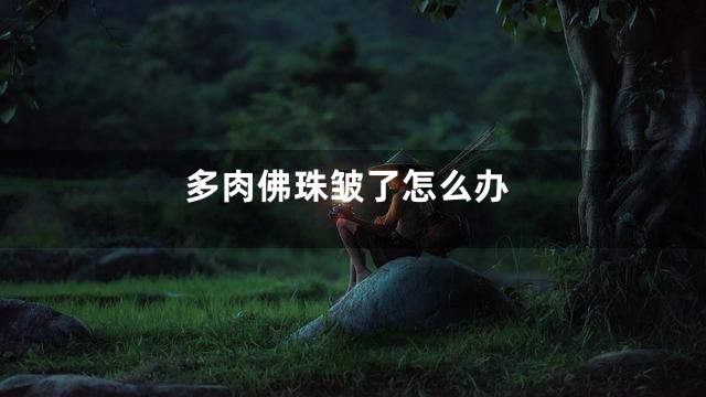 多肉佛珠皱了怎么办