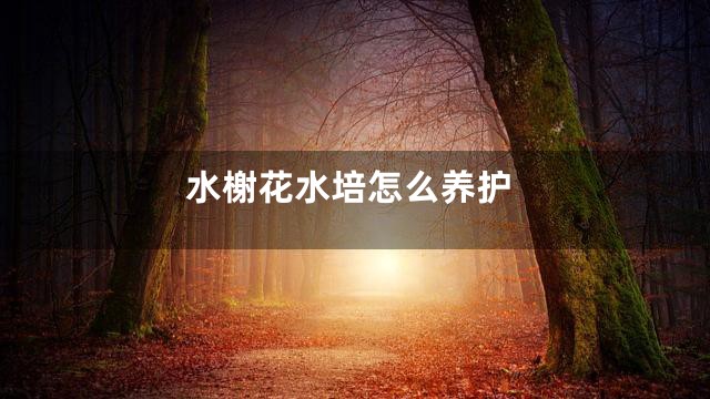 水榭花水培怎么养护