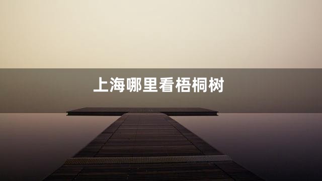 上海哪里看梧桐树
