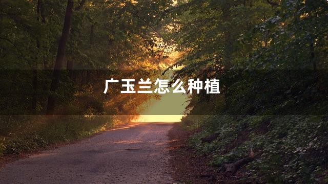 广玉兰怎么种植