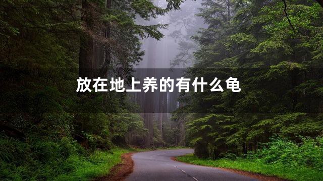 放在地上养的有什么龟