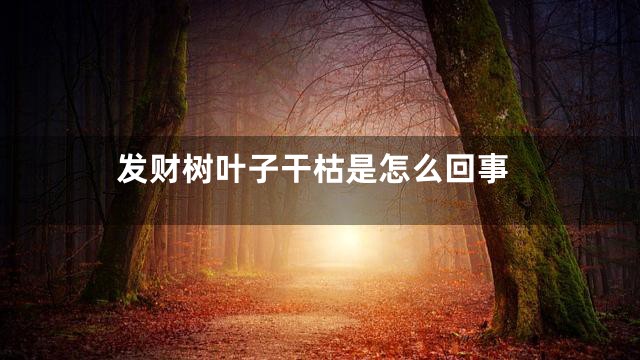 发财树叶子干枯是怎么回事