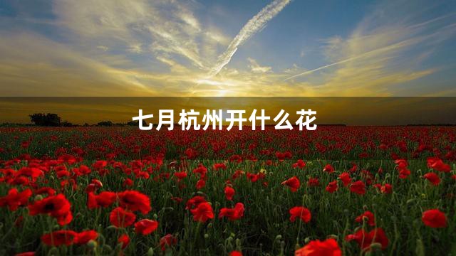 七月杭州开什么花