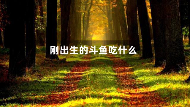 刚出生的斗鱼吃什么