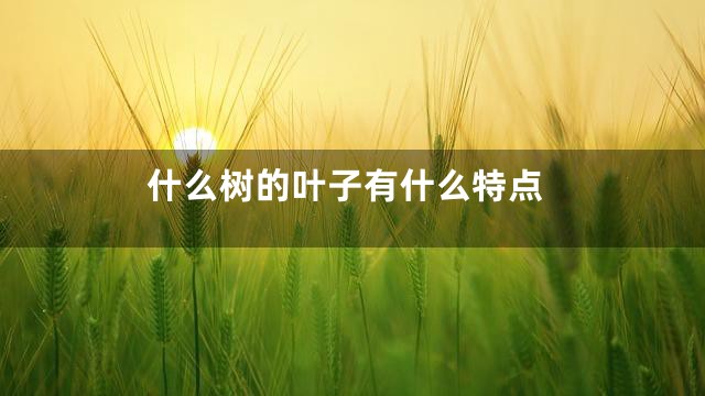 什么树的叶子有什么特点