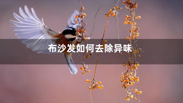 布沙发如何去除异味