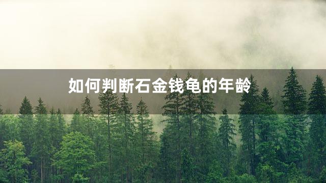 如何判断石金钱龟的年龄