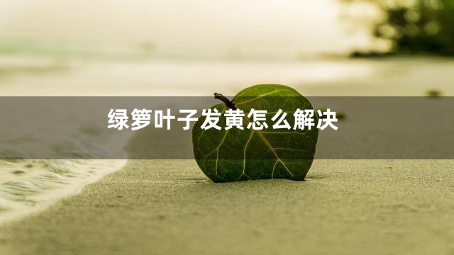 绿箩叶子发黄怎么解决