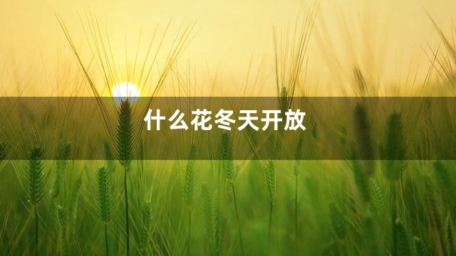 什么花冬天开放
