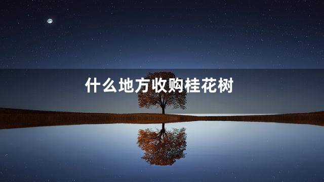 什么地方收购桂花树