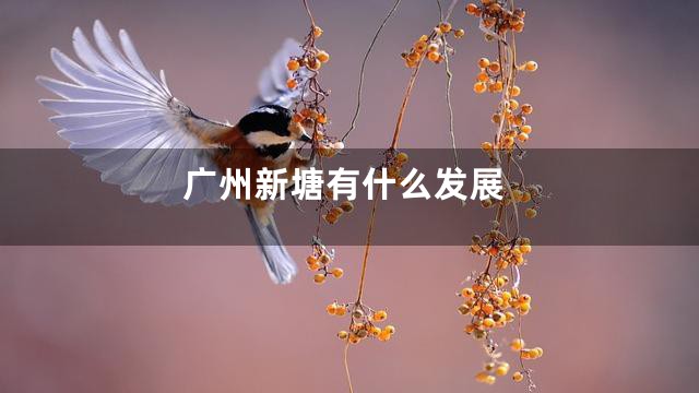 广州新塘有什么发展