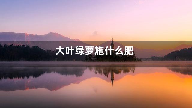 大叶绿萝施什么肥