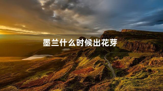 墨兰什么时候出花芽