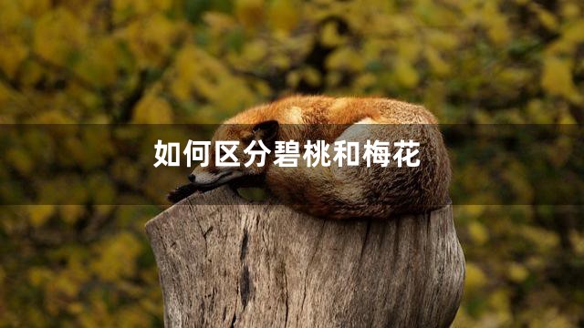 如何区分碧桃和梅花