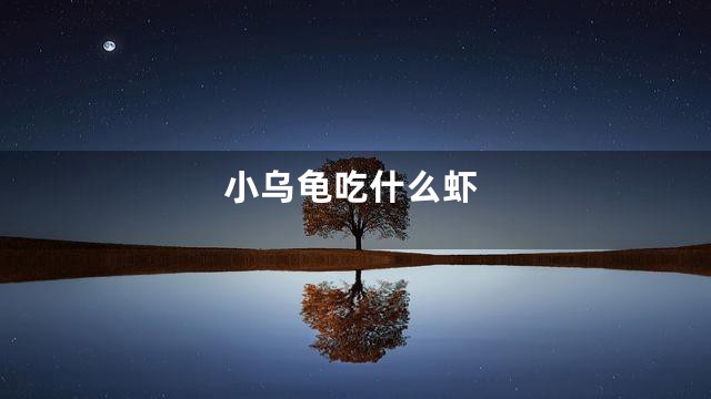 小乌龟吃什么虾