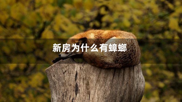 新房为什么有蟑螂