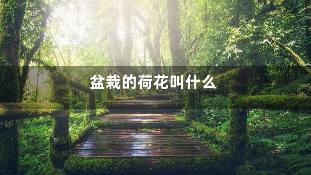 盆栽的荷花叫什么