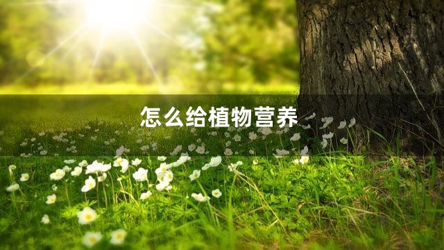 怎么给植物营养