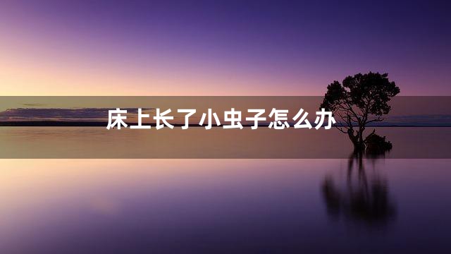 床上长了小虫子怎么办