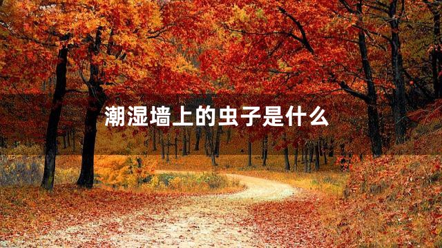 潮湿墙上的虫子是什么