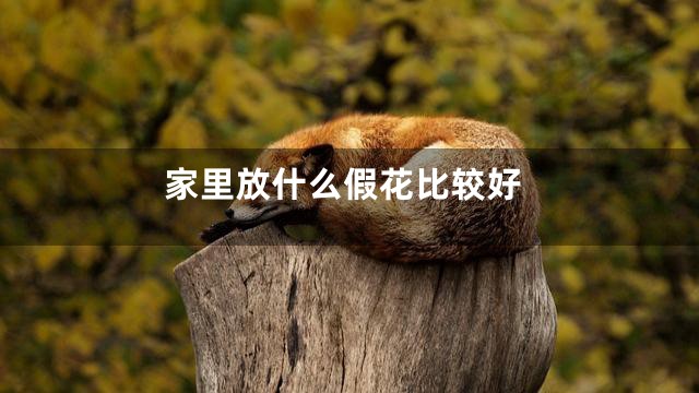家里放什么假花比较好