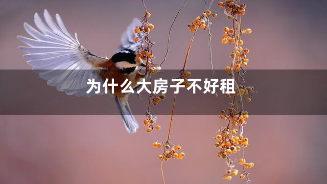 为什么大房子不好租
