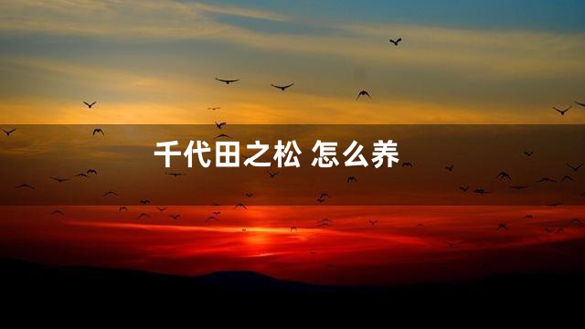 千代田之松 怎么养